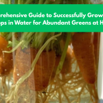 A Comprehensive Guide to Successfully Growing Carrot Tops in Water for Abundant Greens at Home