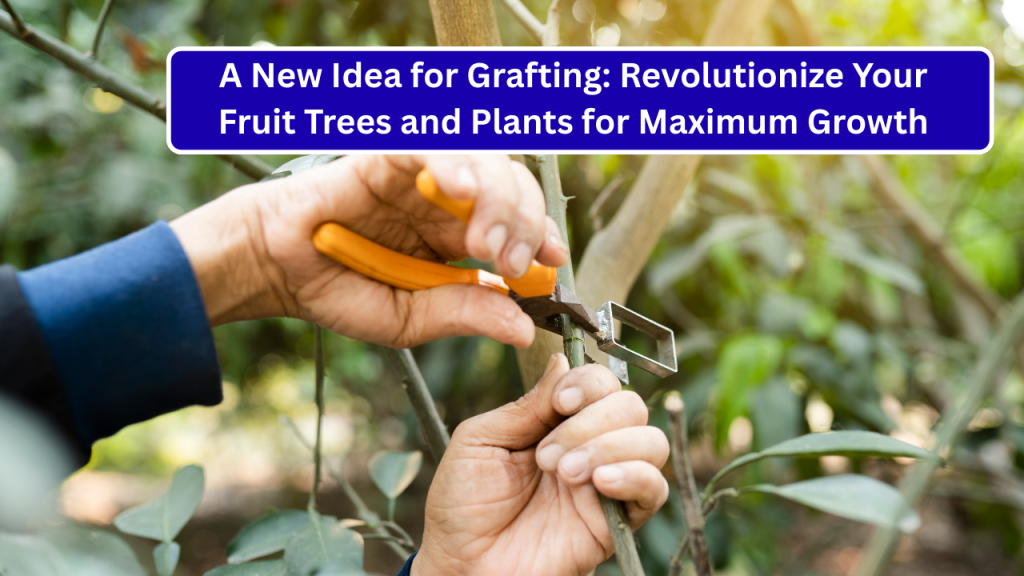 A New Idea for Grafting: Revolutionize Your Fruit Trees and Plants for Maximum Growth