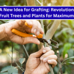 A New Idea for Grafting: Revolutionize Your Fruit Trees and Plants for Maximum Growth