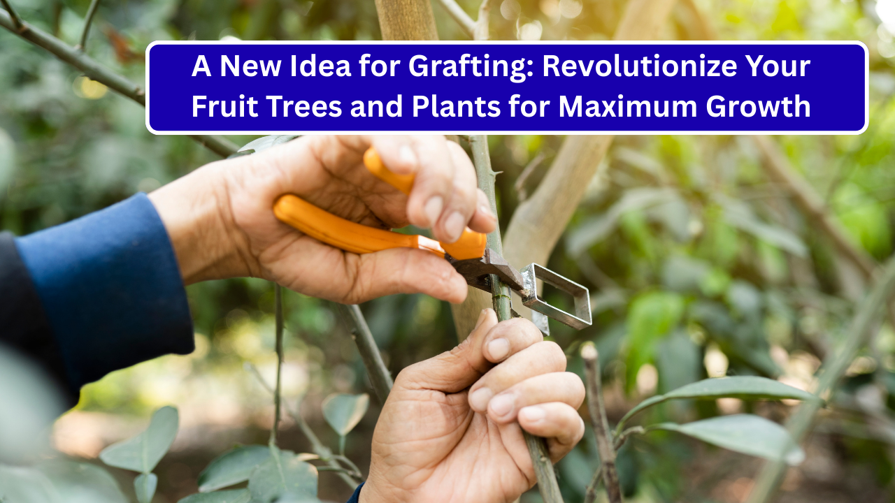 A New Idea for Grafting: Revolutionize Your Fruit Trees and Plants for Maximum Growth