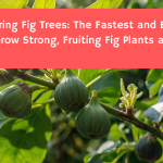 Air Layering Fig Trees: The Fastest and Easiest Way to Grow Strong, Fruiting Fig Plants at Home