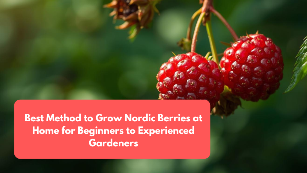 Best Method to Grow Nordic Berries at Home for Beginners to Experienced Gardeners