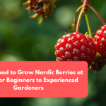 Best Method to Grow Nordic Berries at Home for Beginners to Experienced Gardeners