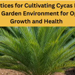 Best Practices for Cultivating Cycas Revoluta in Your Garden Environment for Optimal Growth and Health