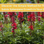 Salvia Splendens, Growing Salvia Flowers, Beginner Flower Gardening, Vibrant Garden Plants, Easy Care Flowering Plants, Home Garden Blooms