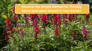 Discover the Simple Method for Thriving Salvia Splendens Growth in Your Garden