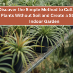 Discover the Simple Method to Cultivate Air Plants Without Soil and Create a Stunning Indoor Garden