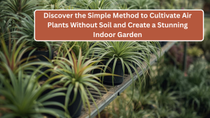 Discover the Simple Method to Cultivate Air Plants Without Soil and Create a Stunning Indoor Garden