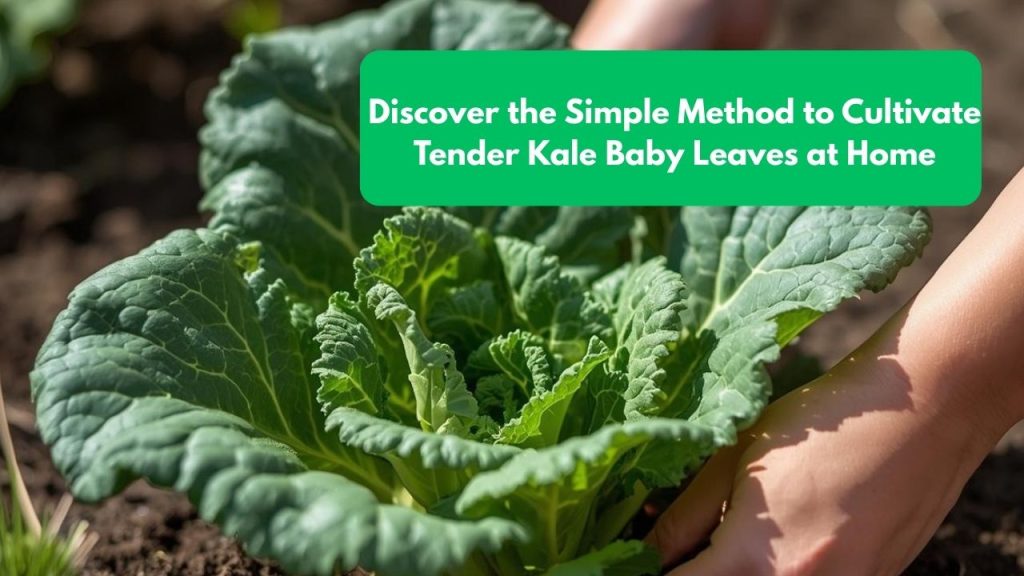 Discover the Simple Method to Cultivate Tender Kale Baby Leaves at Home