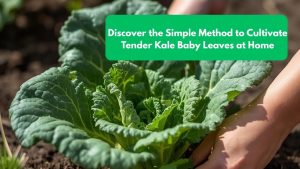 Discover the Simple Method to Cultivate Tender Kale Baby Leaves at Home
