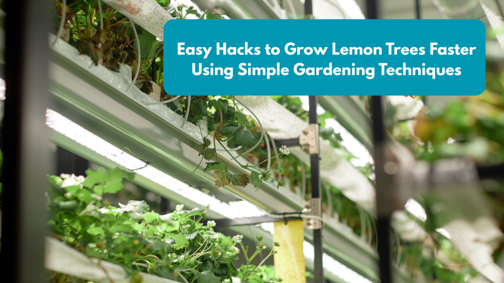 Easy Hacks to Grow Lemon Trees Faster Using Simple Gardening Techniques