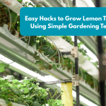 Easy Hacks to Grow Lemon Trees Faster Using Simple Gardening Techniques