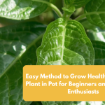 Easy Method to Grow Healthy Curry Leaf Plant in Pot for Beginners and Gardening Enthusiasts