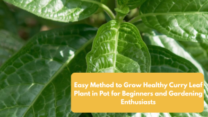 Easy Method to Grow Healthy Curry Leaf Plant in Pot for Beginners and Gardening Enthusiasts