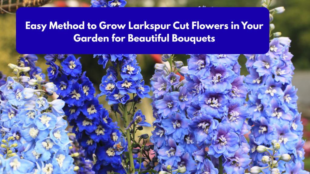 Easy Method to Grow Larkspur Cut Flowers in Your Garden for Beautiful Bouquets