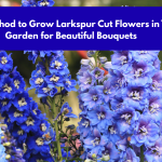 Easy Method to Grow Larkspur Cut Flowers in Your Garden for Beautiful Bouquets