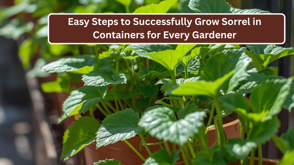 Easy Steps to Successfully Grow Sorrel in Containers for Every Gardener