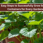 Easy Steps to Successfully Grow Sorrel in Containers for Every Gardener