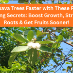 Grow Guava Trees Faster with These Powerful Gardening Secrets: Boost Growth, Strengthen Roots & Get Fruits Sooner!