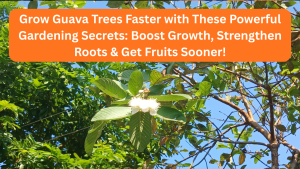 Grow Guava Trees Faster with These Powerful Gardening Secrets: Boost Growth, Strengthen Roots & Get Fruits Sooner!