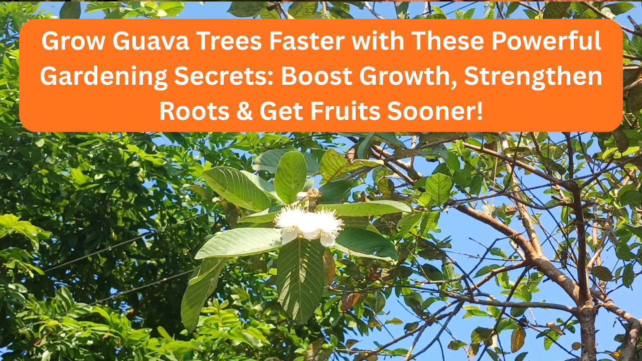 Grow Guava Trees Faster with These Powerful Gardening Secrets: Boost Growth, Strengthen Roots & Get Fruits Sooner!