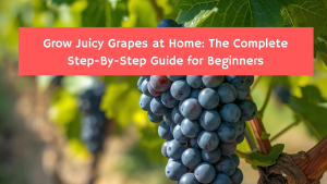 Grow Juicy Grapes at Home: The Complete Step-By-Step Guide for Beginners
