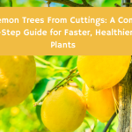 Grow Lemon Trees From Cuttings: A Complete Step-by-Step Guide for Faster, Healthier Lemon Plants