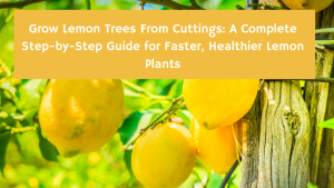 Grow Lemon Trees From Cuttings: A Complete Step-by-Step Guide for Faster, Healthier Lemon Plants