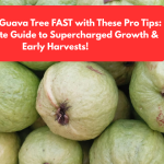 Grow Your Guava Tree FAST with These Pro Tips: The Ultimate Guide to Supercharged Growth & Early Harvests!