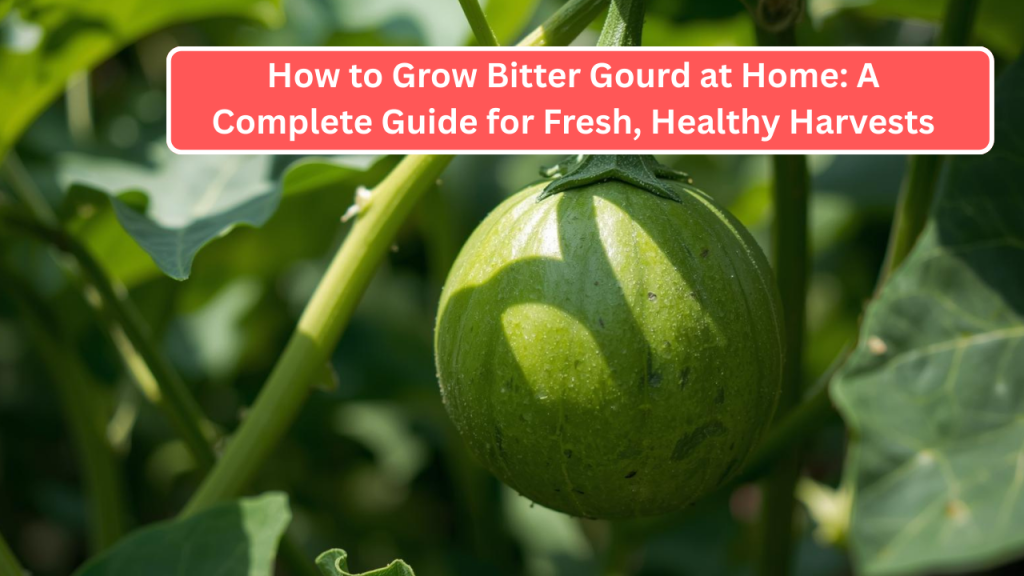 How to Grow Bitter Gourd at Home: A Complete Guide for Fresh, Healthy Harvests