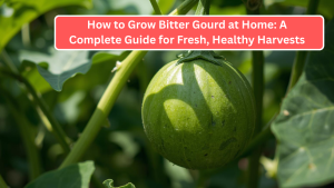 How to Grow Bitter Gourd at Home: A Complete Guide for Fresh, Healthy Harvests