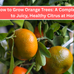 How to Grow Orange Trees: A Complete Guide to Juicy, Healthy Citrus at Home
