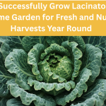 How to Successfully Grow Lacinato Kale in Your Home Garden for Fresh and Nutritious Harvests Year Round