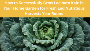 How to Successfully Grow Lacinato Kale in Your Home Garden for Fresh and Nutritious Harvests Year Round