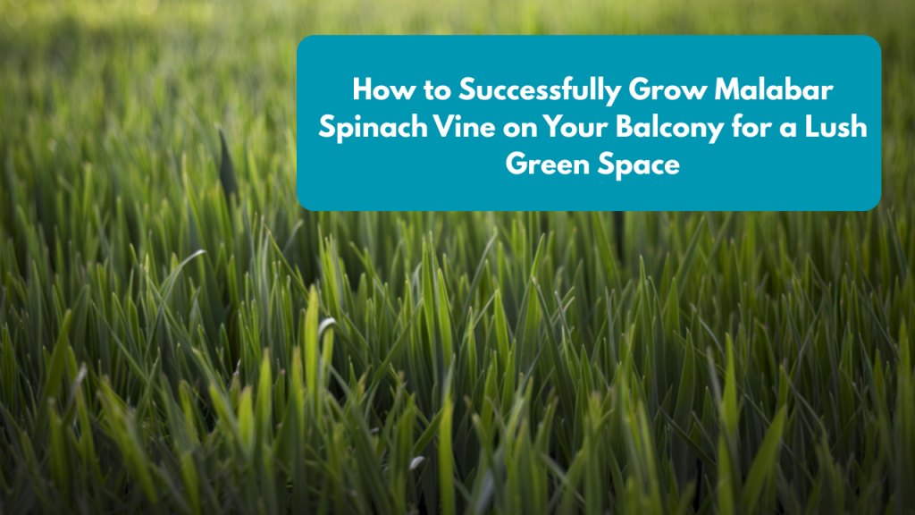 How to Successfully Grow Malabar Spinach Vine on Your Balcony for a Lush Green Space
