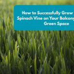How to Successfully Grow Malabar Spinach Vine on Your Balcony for a Lush Green Space