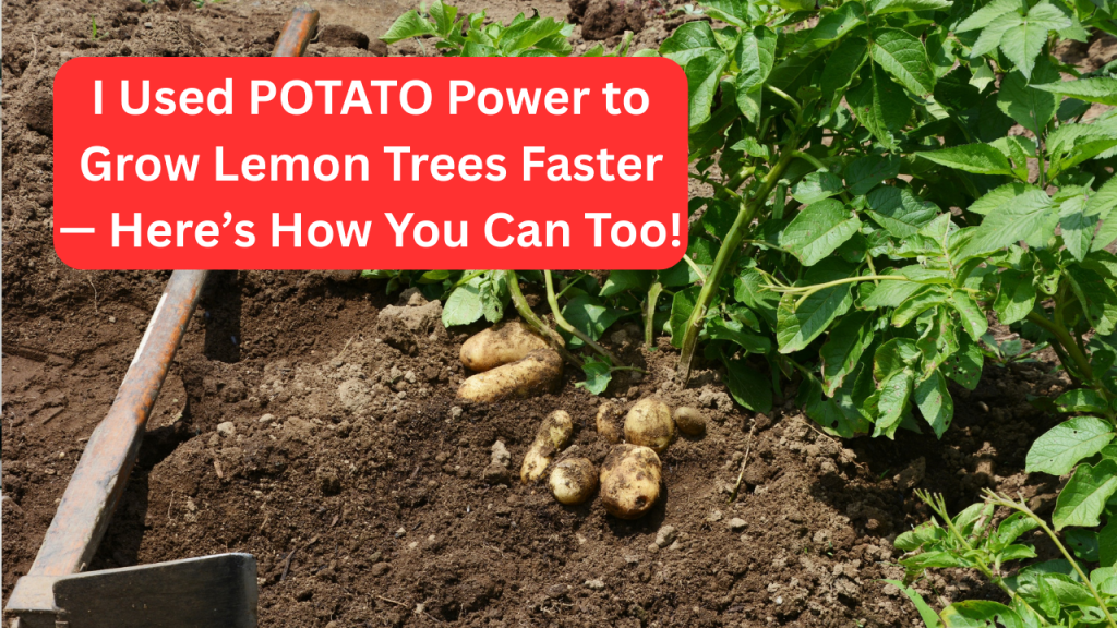 I Used POTATO Power to Grow Lemon Trees Faster — Here’s How You Can Too!