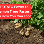 I Used POTATO Power to Grow Lemon Trees Faster — Here’s How You Can Too!