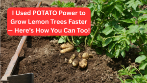 I Used POTATO Power to Grow Lemon Trees Faster — Here’s How You Can Too!