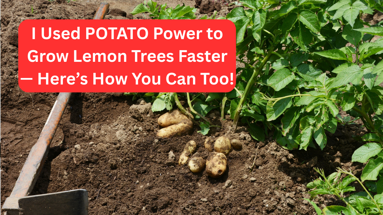 I Used POTATO Power to Grow Lemon Trees Faster — Here’s How You Can Too!