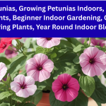 Indoor Petunias, Growing Petunias Indoors, Flowering Houseplants, Beginner Indoor Gardening, Compact Flowering Plants, Year Round Indoor Blooms