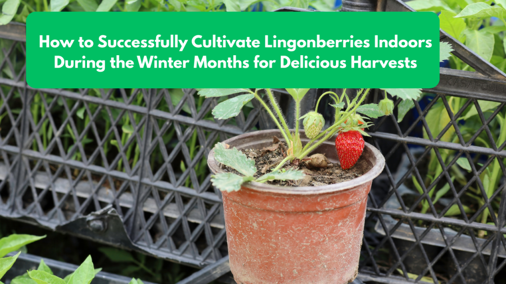 How to Successfully Cultivate Lingonberries Indoors During the Winter Months for Delicious Harvests