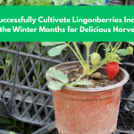 How to Successfully Cultivate Lingonberries Indoors During the Winter Months for Delicious Harvests