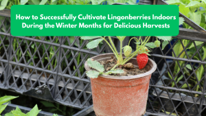 How to Successfully Cultivate Lingonberries Indoors During the Winter Months for Delicious Harvests
