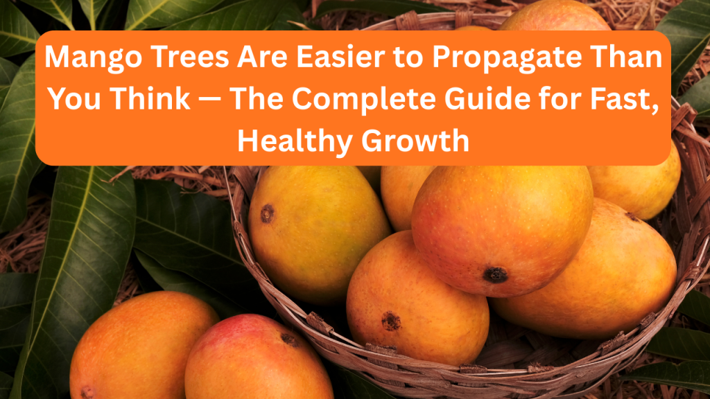 Mango Trees Are Easier to Propagate Than You Think — The Complete Guide for Fast, Healthy Growth
