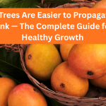 Mango Trees Are Easier to Propagate Than You Think — The Complete Guide for Fast, Healthy Growth
