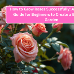 How to Grow Roses Successfully: A Complete Guide for Beginners to Create a Blooming Garden