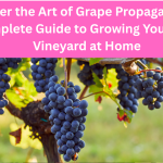 Grape Propagation, Growing Grapes at Home, Vineyard Gardening, Fruit Vine Care, Beginner Fruit Gardening, Home Grape Growing