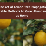 Master the Art of Lemon Tree Propagation: The Most Reliable Methods to Grow Abundant Citrus at Home