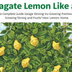 Propagate Lemon Like a Pro: The Complete Guide to Growing Strong and Fruiting Lemon Trees at Home